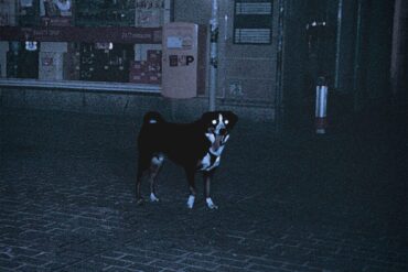 Hund steht auf Kopfsteinpflaster bei Nacht, dunkle Umgebung, kaum Beleuchtung.