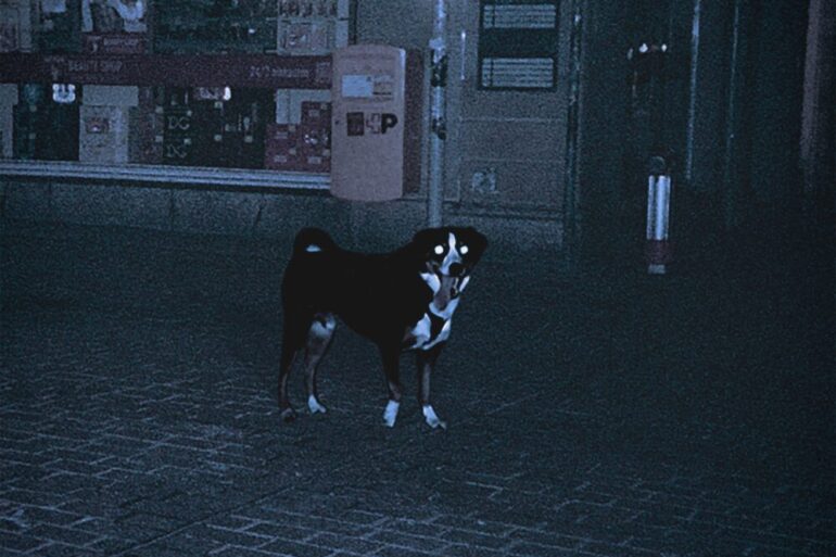 Hund steht auf Kopfsteinpflaster bei Nacht, dunkle Umgebung, kaum Beleuchtung.