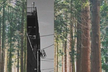 Wald mit Baumstämmen und Holzhaus im Hintergrund, Natur und Holzdesign.